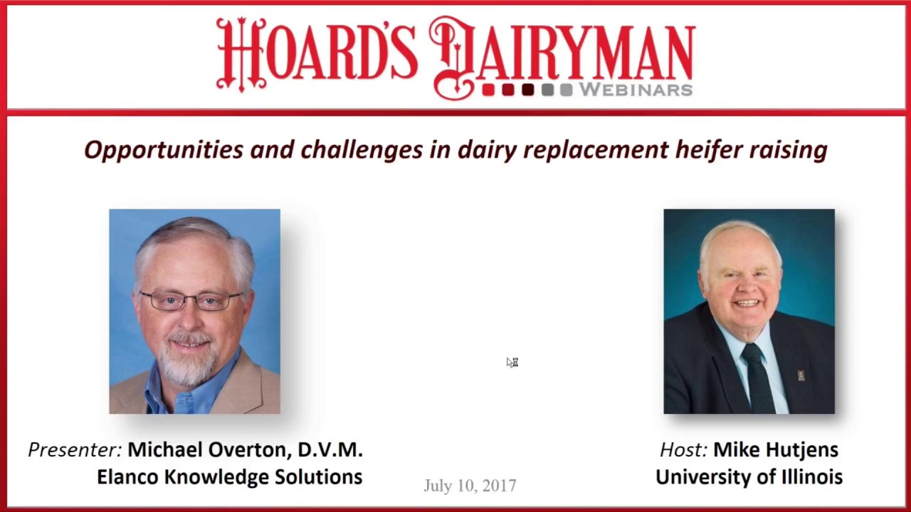 Opportunities & challenges in dairy replacement heifer raising