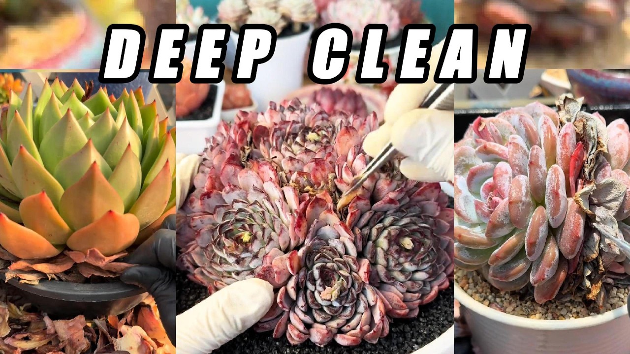 ULTRA CRUNCHY 🌵 Massive Dry Leaf Removal | Dense Succulent Cluster Deep Clean ASMR (No Talking)