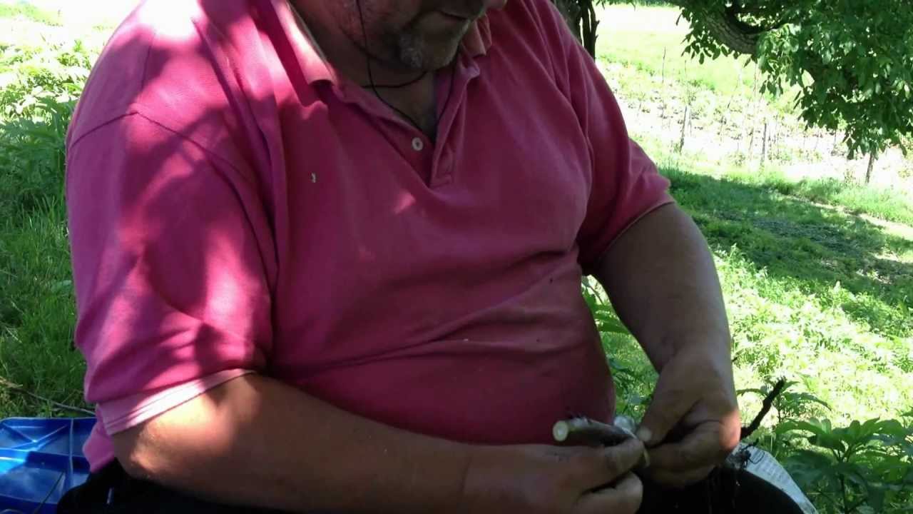 Iosif Kiss& Nucifere.com : altoirea nucului in cap de altoire