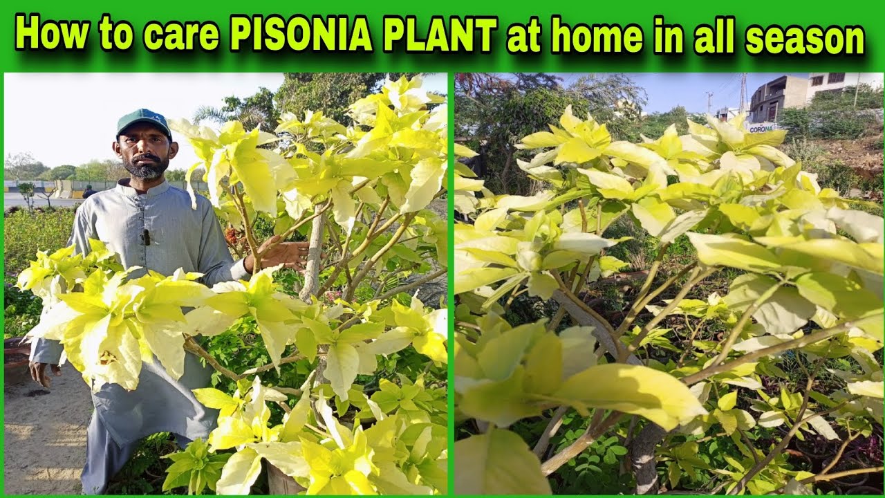 How to care PISONIA PLANT at home in all season 🌱most informative video @WAGardner .