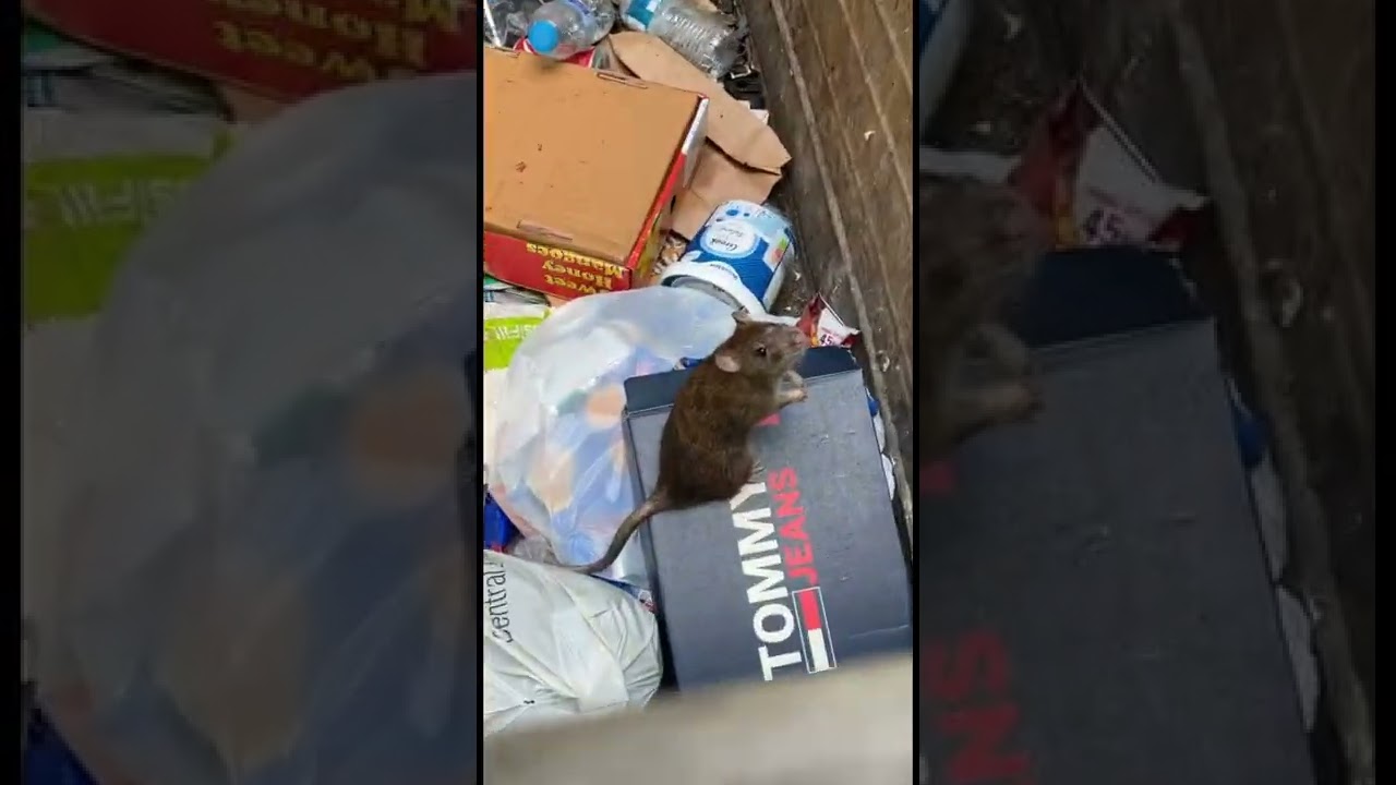 Rat attack🐀
