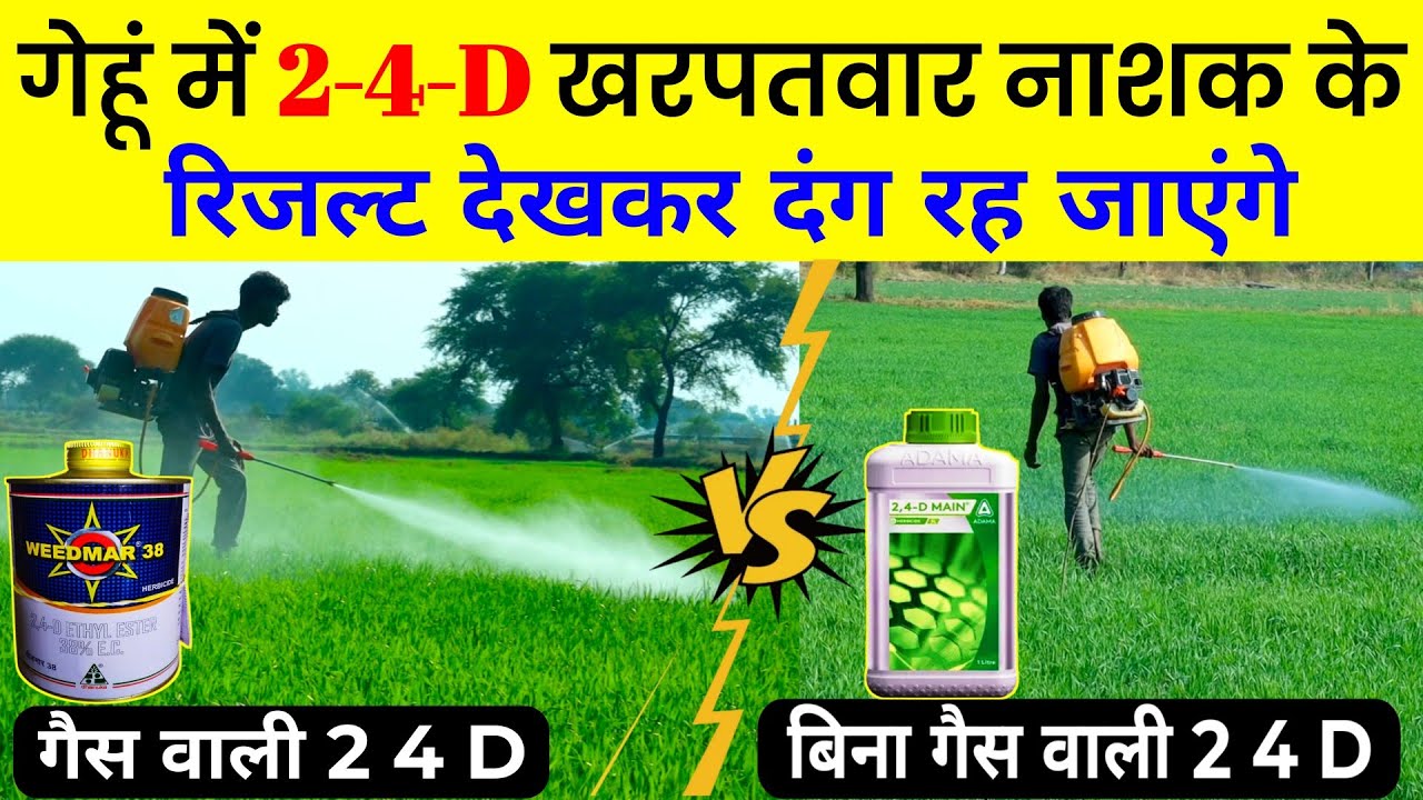गेहूं में 2-4-D खरपतवार नाशक🌾Gehu me 2,4 D kharpatwar nashak spray | wheat best herbicides