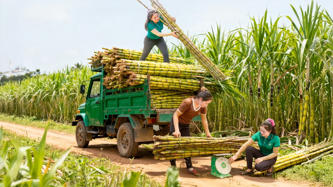 Harvesting 5000 Sugarcane Using Trucks | Transporting to Sugarcane Juice Shops