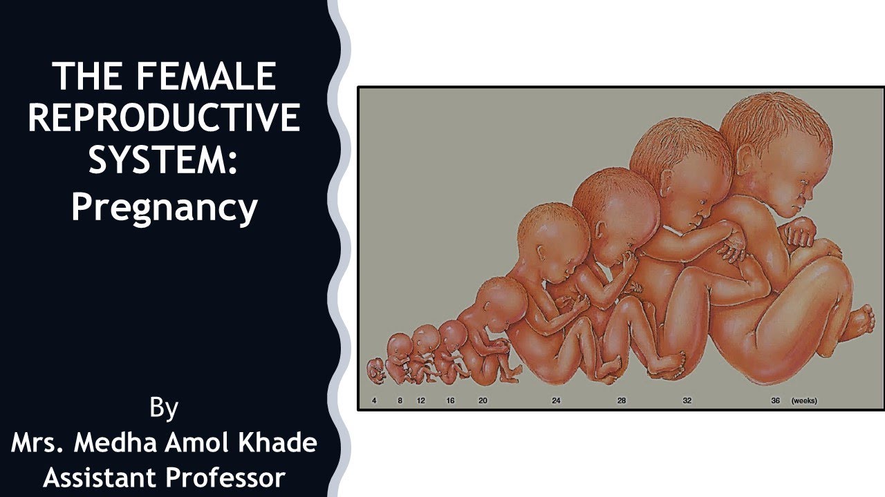 The Female Reproductive System: PREGNANCY