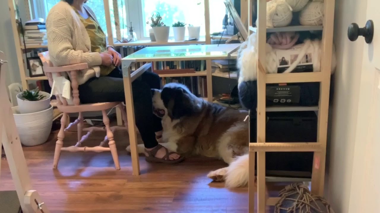 Teach Your Dog to Settle Under a Table
