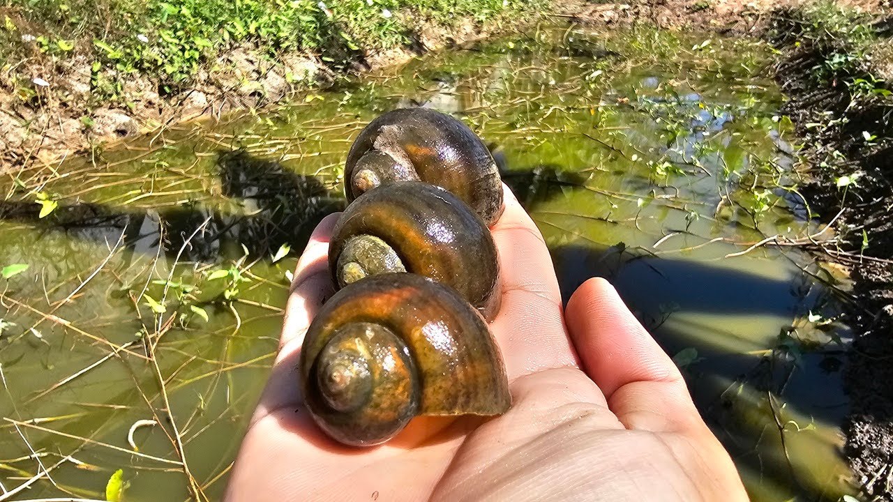 4 Minutes Snail Hunt Around My HouseYou Won't Believe What I Found!