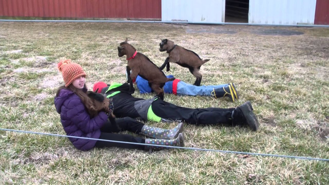 Our new Oberhasli baby goats