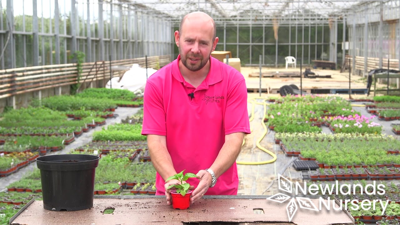 How to care for chilli plants 🌶