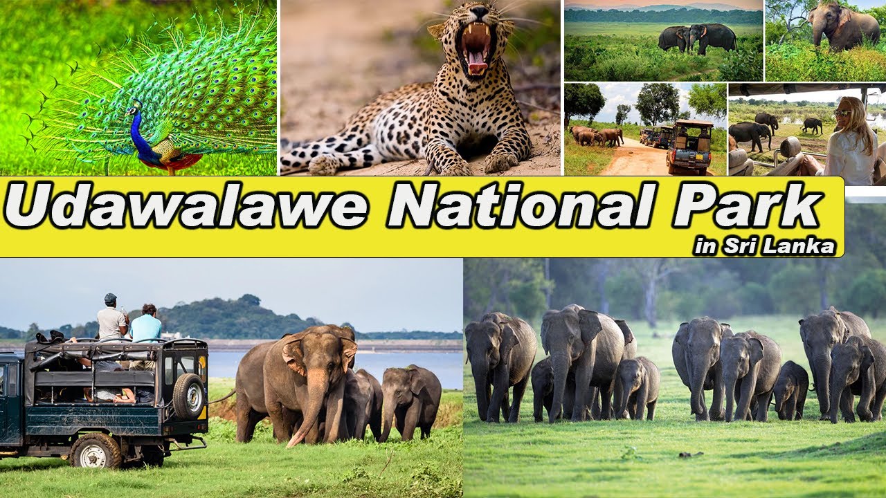 Discover Udawalawe National Park  Sri Lanka #UdawalaweNationalPark #SriLanka  #wellcometosrilanka