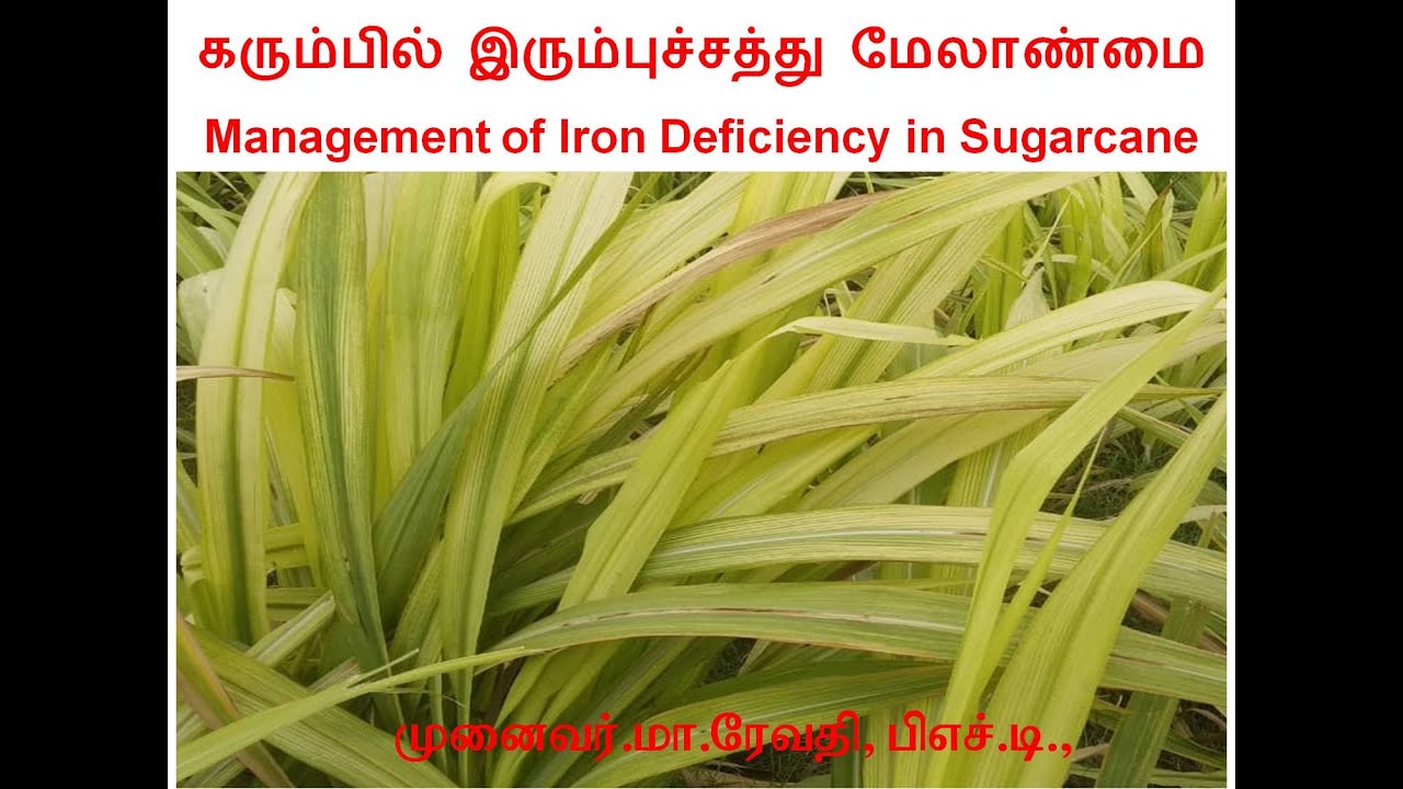 கரும்பில் இரும்புச்சத்து மேலாண்மை / Sugarcane # Iron Deficiency management