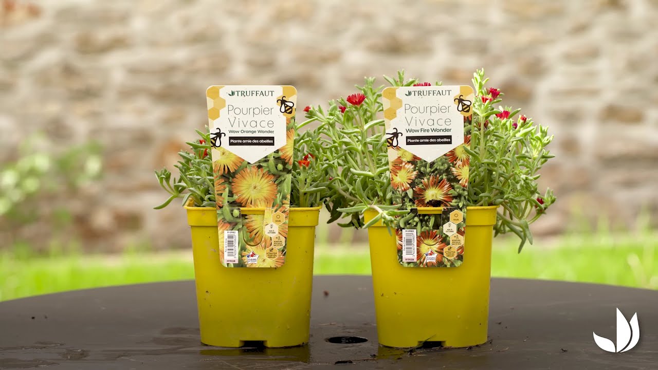 Plantes mellifères: vivaces et arbustes à installer au jardin ou en pot - Truffaut