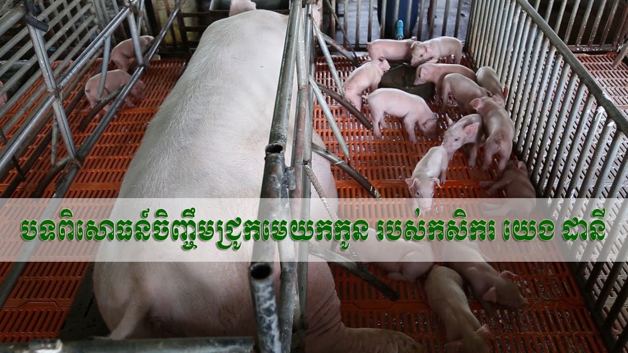 បទពិសោធន៍ចិញ្ចឹមជ្រូកមេយកកូន របស់កសិករ យេង ដានី