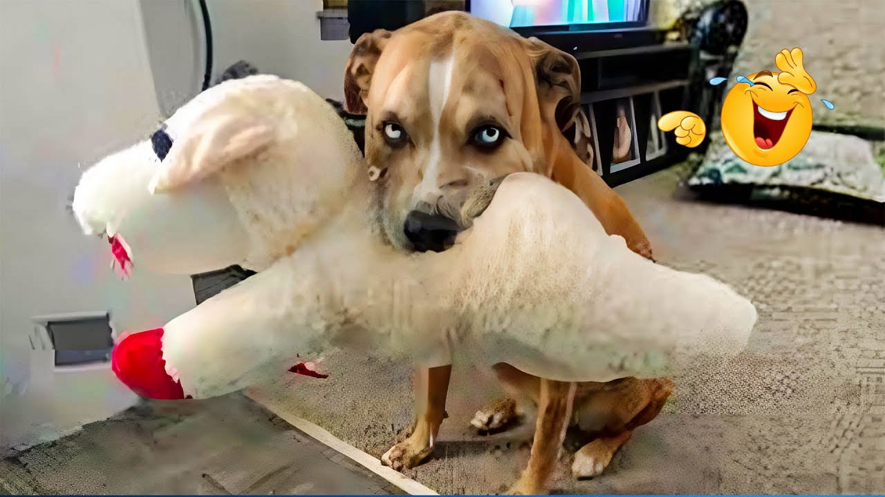 Super Funny Animal Video Clips 😹🐶 The Funniest Cat & Dog Moments Compilation 🐾