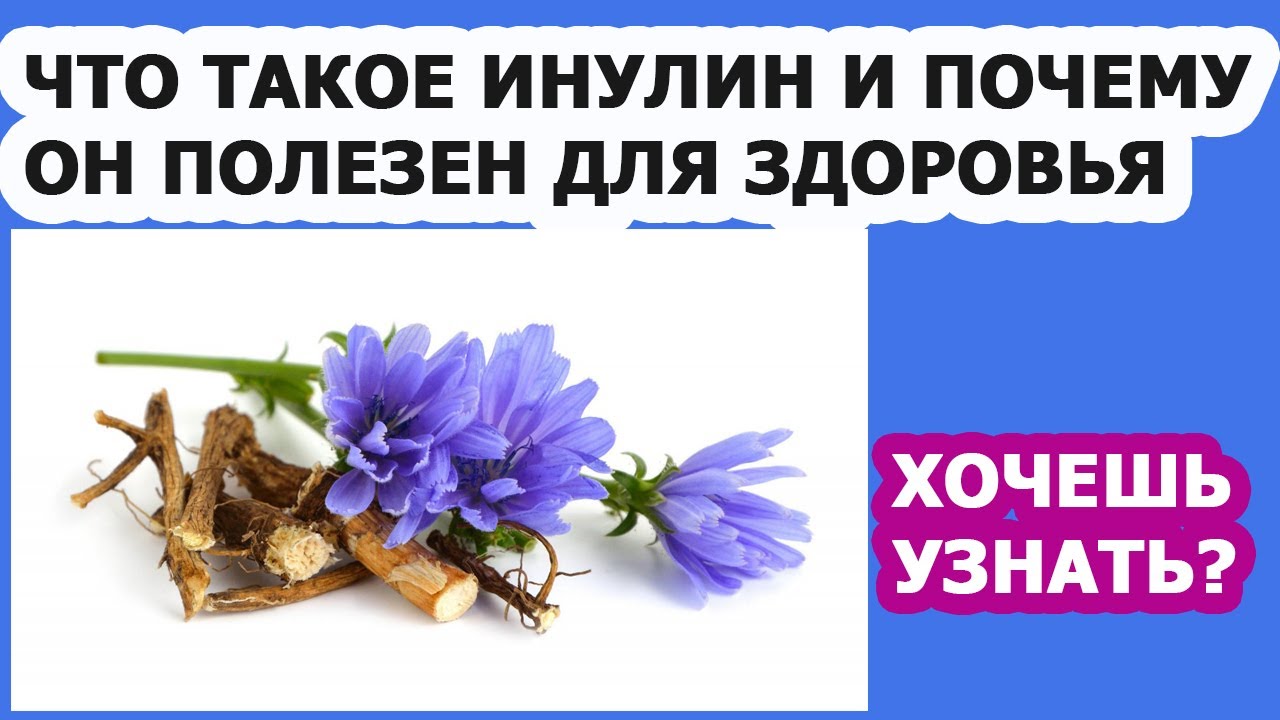 Инулин в цикории и его польза для здоровья при сахарном диабете