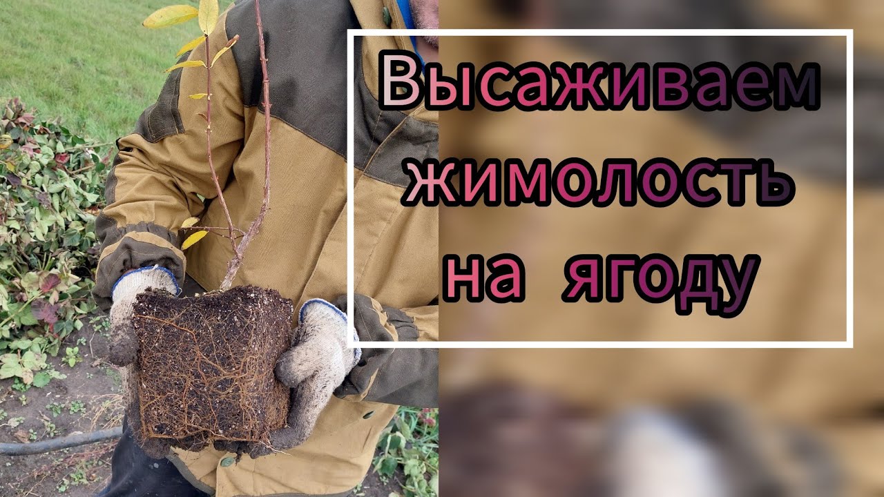 Высаживаю двухлетки жимолости на ягоду