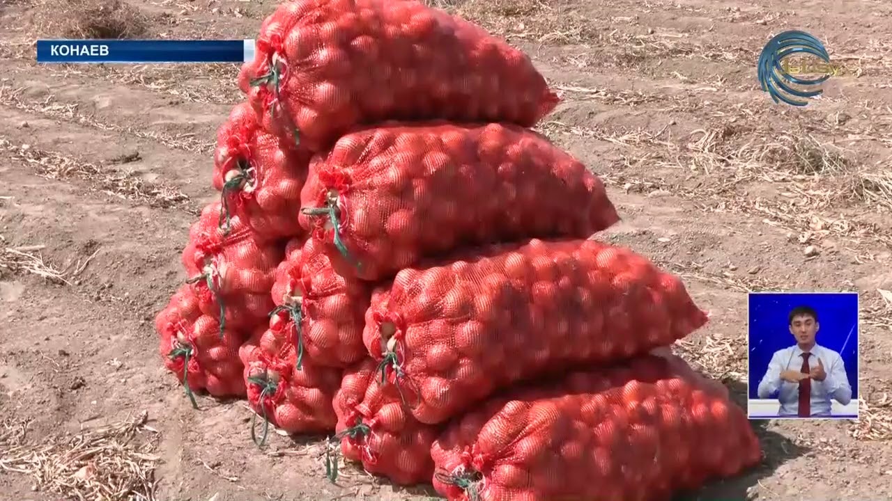 Крестьяне города Конаев выращивают лук и не получают от него дохода