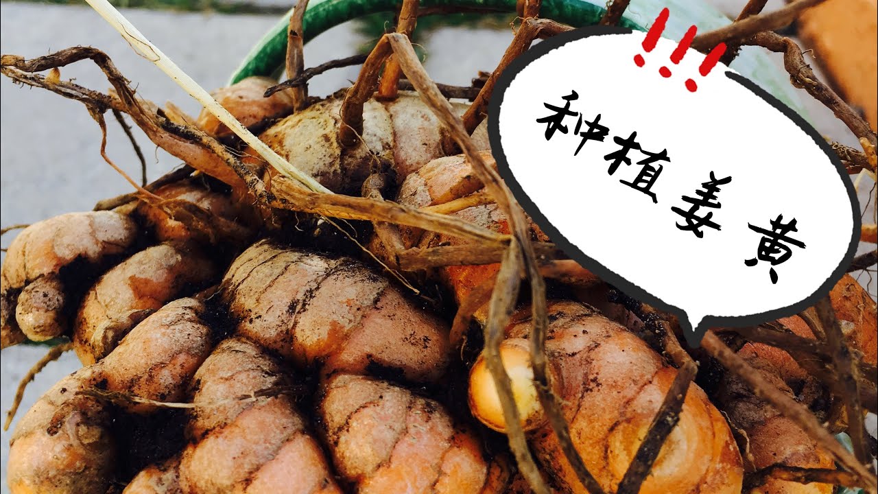 【种植2⃣️姜黄】出高产姜黄只需要这几点。How to grow Turmeric