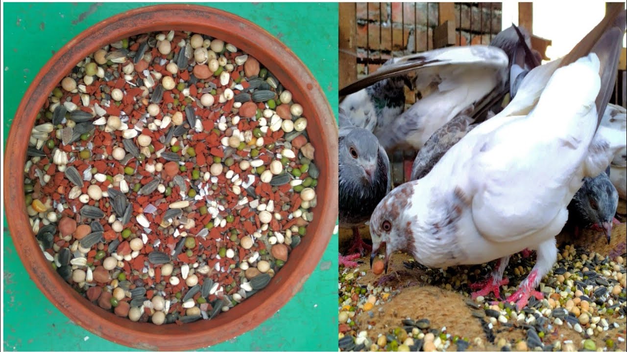 কবুতরের বদহজম ও বমির স্থায়ী সমাধান।