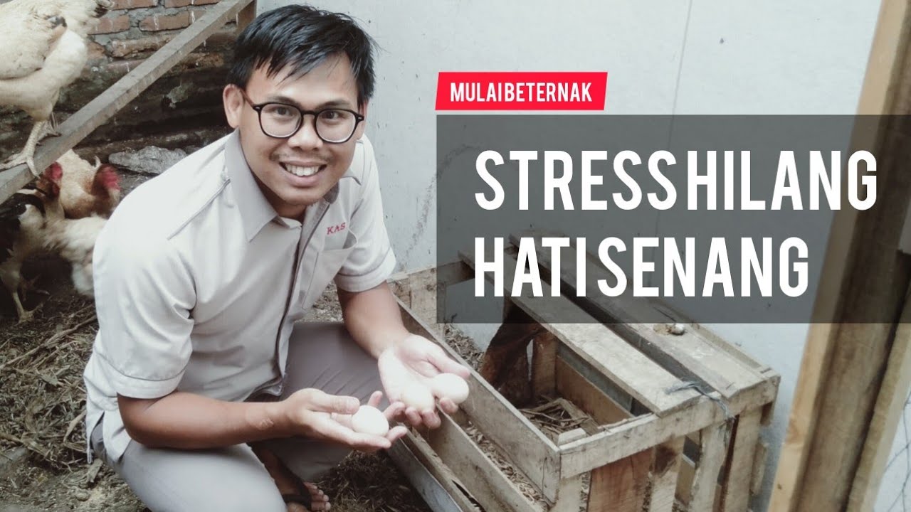PANEN TELUR SEGAR DARI KANDANG KECIL BELAKANG  RUMAH  #mulaibeternak