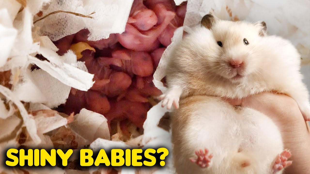 Этот блестящий хомяк... Какого цвета ее дети? | That Shiny Hamster...What Colour Are Her Babies?