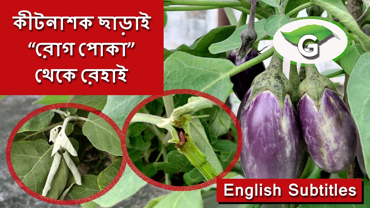 কীটনাশক ছাড়া বেগুন গাছের ডগা ছিদ্রকারী পোকা নিয়ন্ত্রণ | Pesticide free Stem Borer control in Brinjal
