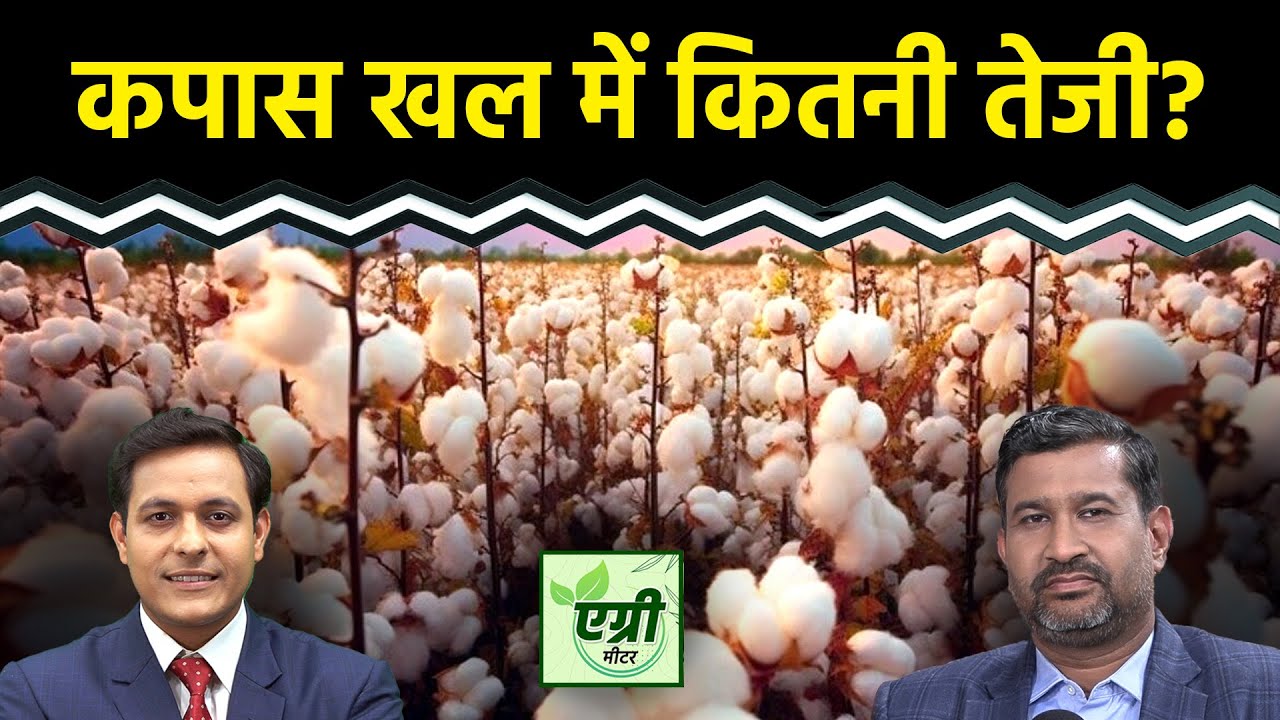 Agri News: Cotton Seed Oilcake में क्या हो रणनीति?