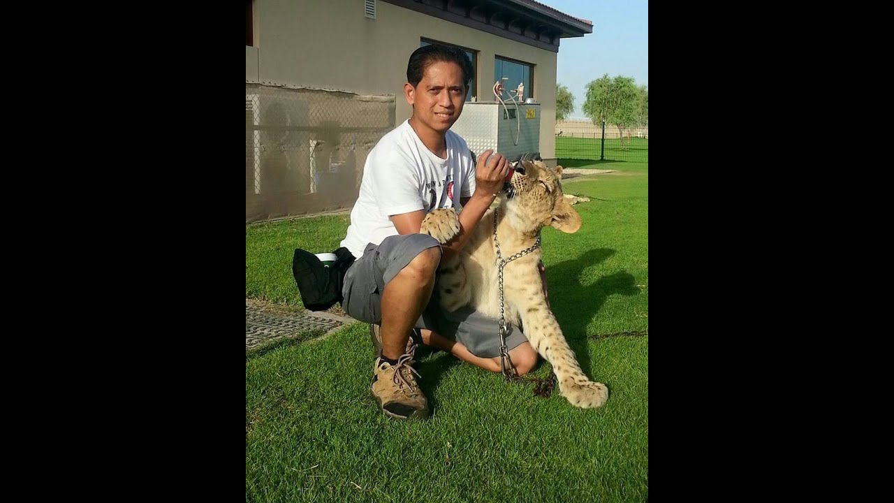 Li - liger training