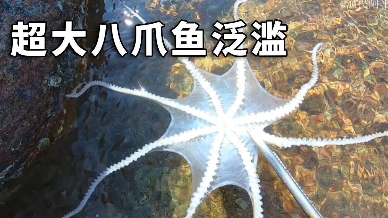 《钓鱼赶海》：退潮后阿平赶海收获了好多金蛋螺，还抓到了昂贵的猫鲨和八爪鱼 #赶海