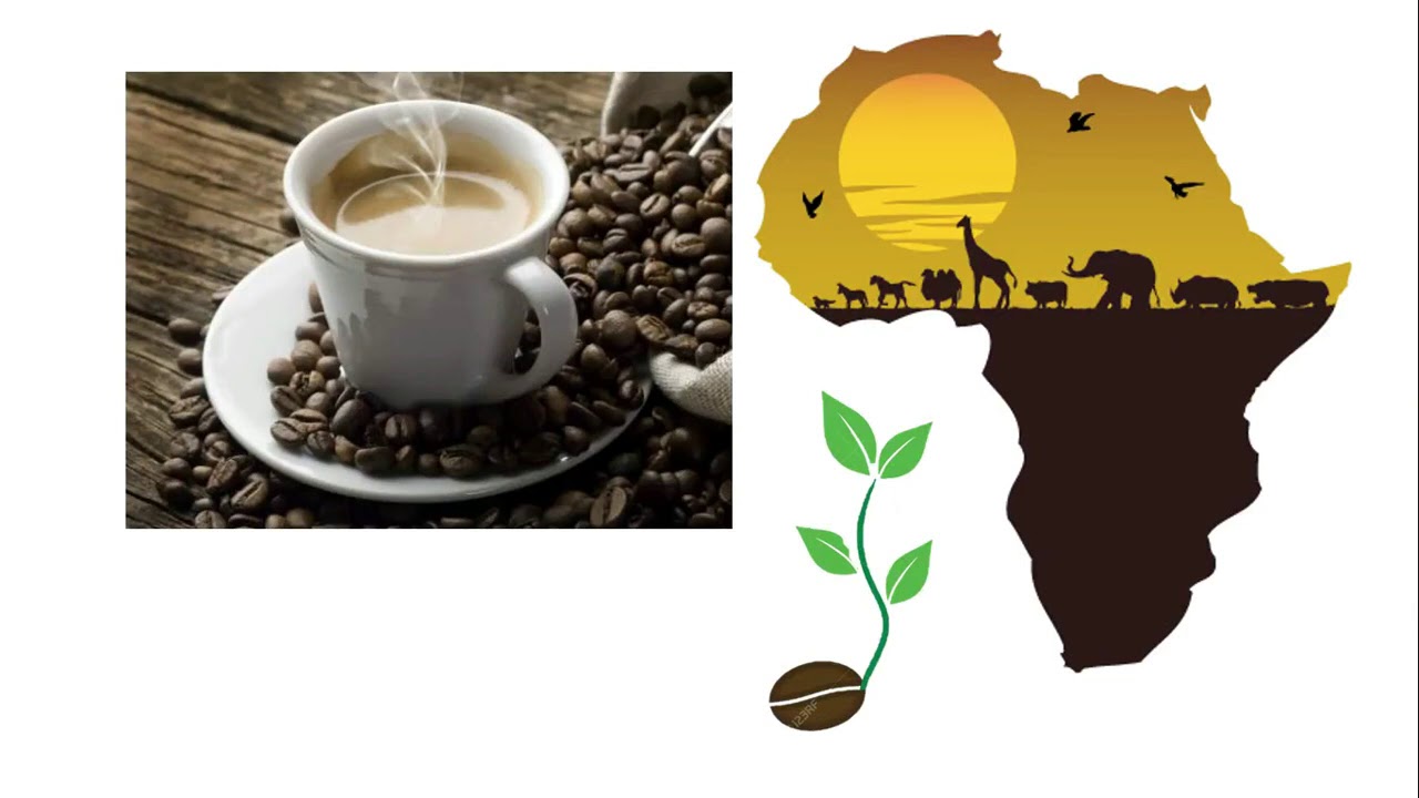 Hist&oacute;ria - O ciclo do Caf&eacute; (4&ordm; ano fundamental I)