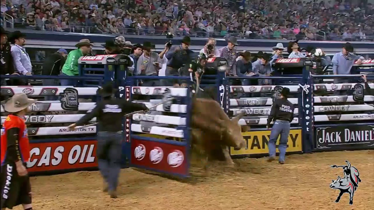 Muntaria em touros # PBR brasil