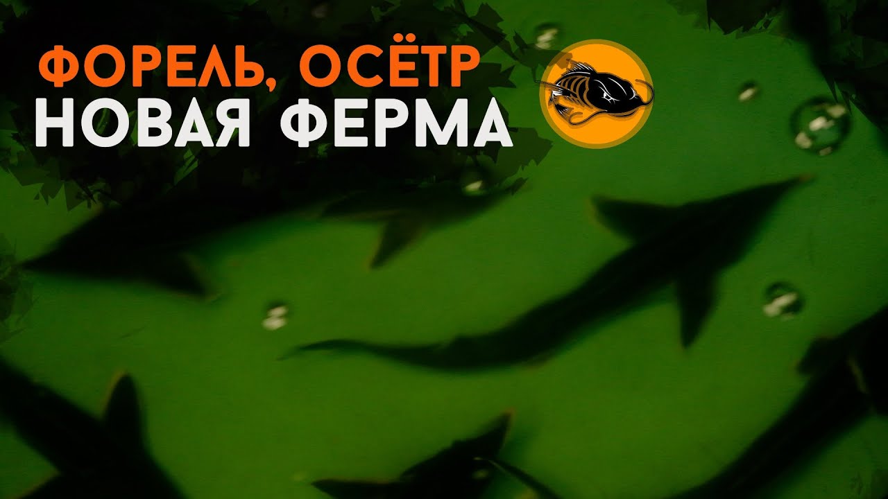 Форель, Осётр и Новая Ферма | Рыба в УЗВ