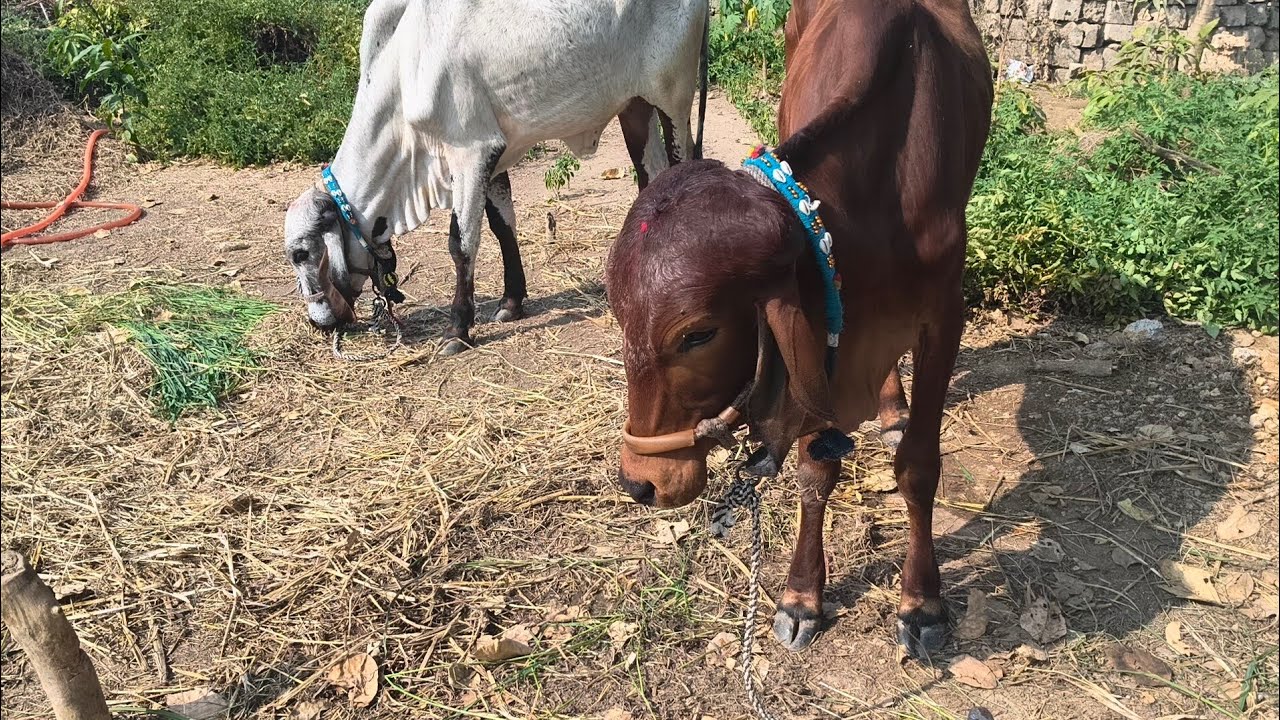 આજે તો અમે જામનગર થી બે વાસડીઓ લઈ આવ્યા