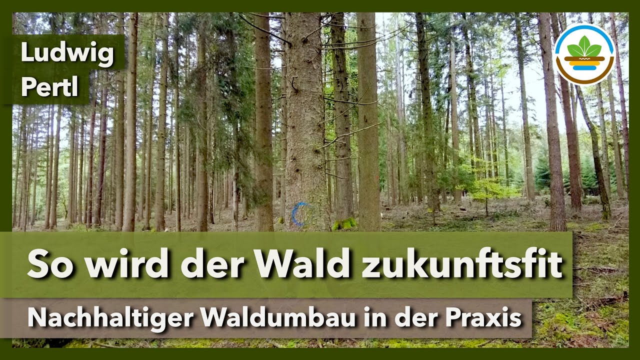 So wird der Wald zukunftsfit - Nachhaltiger Waldumbau in der Praxis