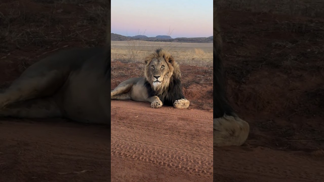 Why doesn't the lion attack tourists #shorts #viral