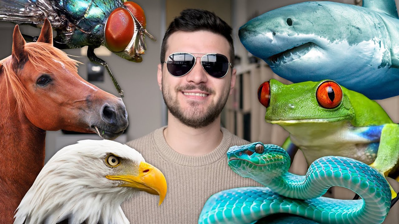 Hogyan látnak az ÁLLATOK?