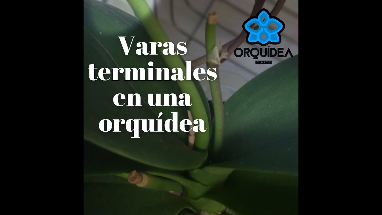 Que Es Una Vara (tallo) Terminal En Una Orquídea