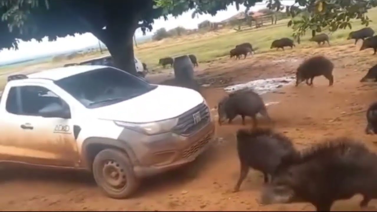 Fazenda foi invadida por queixadas 😟🐽🌿