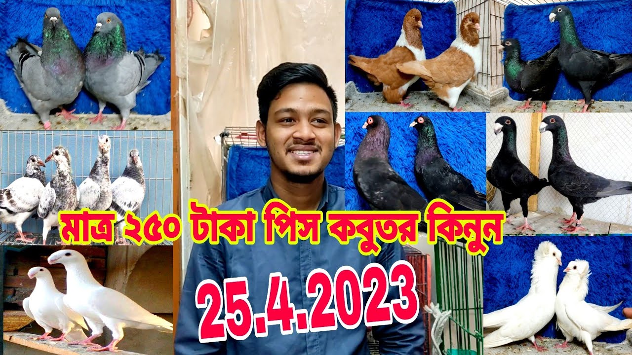 সবচেয়ে কম দামে কবুতর কিনুন পাইকারি দামে কবুতর কিনুন