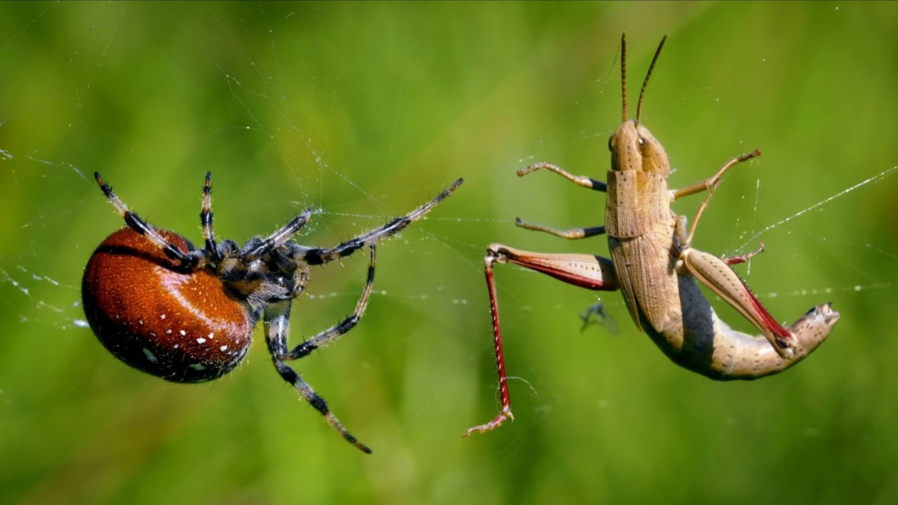 European spiders &ndash; Four spot orb weaver (Araneus quadratus)