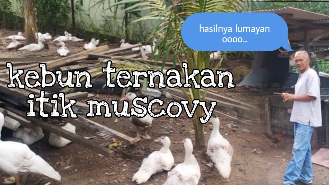 [Episod505] terkejut tengok dia punya  'kebun muscovy'. cara mudah ternak muscovy yang menguntungkan
