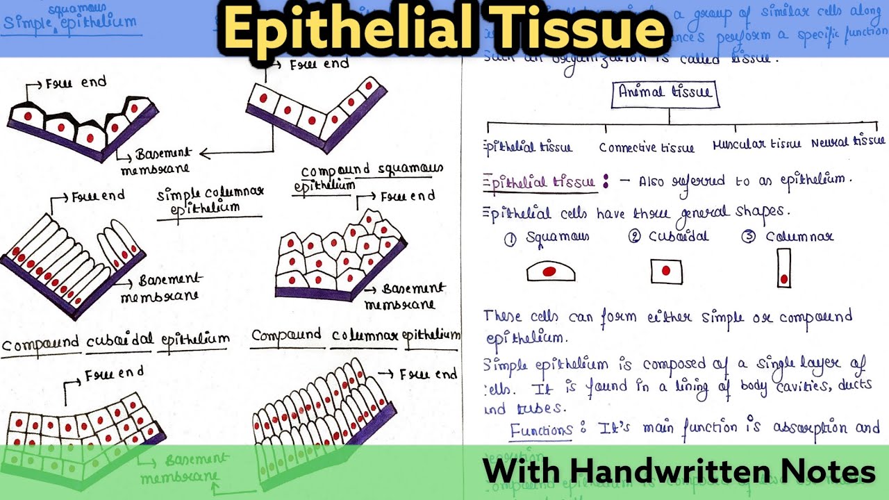 Epithelial tissue | Introduction | Types | Structure | Function