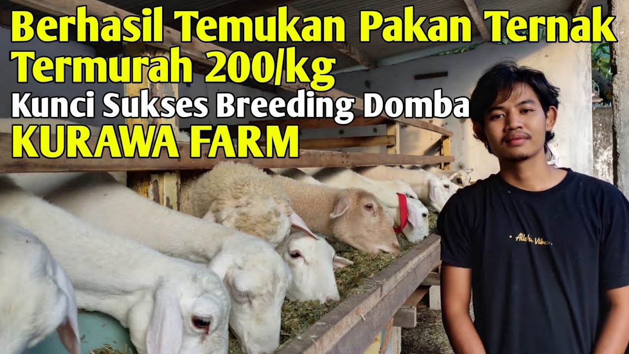 Breeding Domba Modern Sistem Pakan HAY Rumput Odot Untung Banyak | Cerita Peternak Sukses