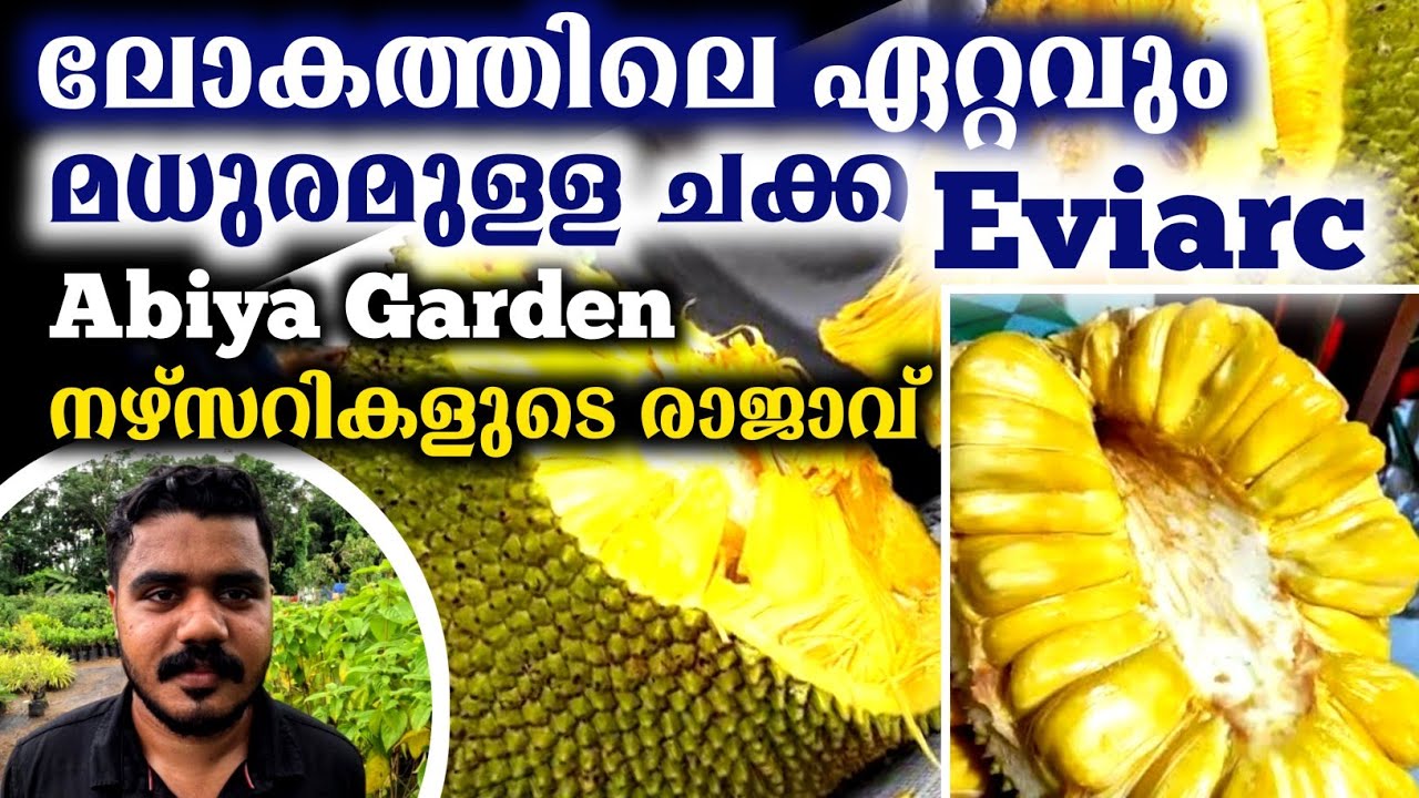 ലോകത്തിലെ ഏറ്റവും മധുരമുള്ള ചക്ക Eviarc | Jack Fruit Farming Malayalam | Fruits Farming In Kerala