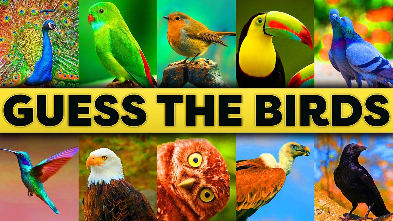 Guess the Bird - Play Quiz