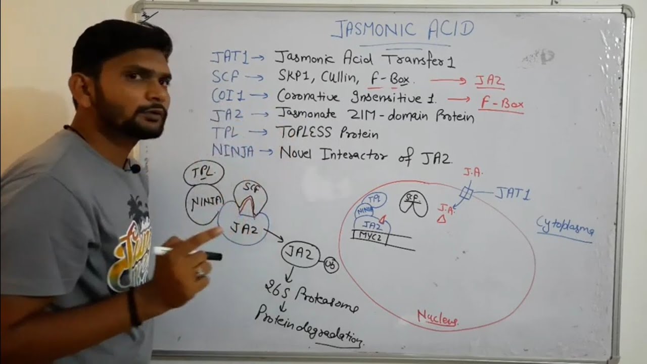 Jasmonic Acid signalling Pathway| Phytohormone||CSIR NET| in Hindi