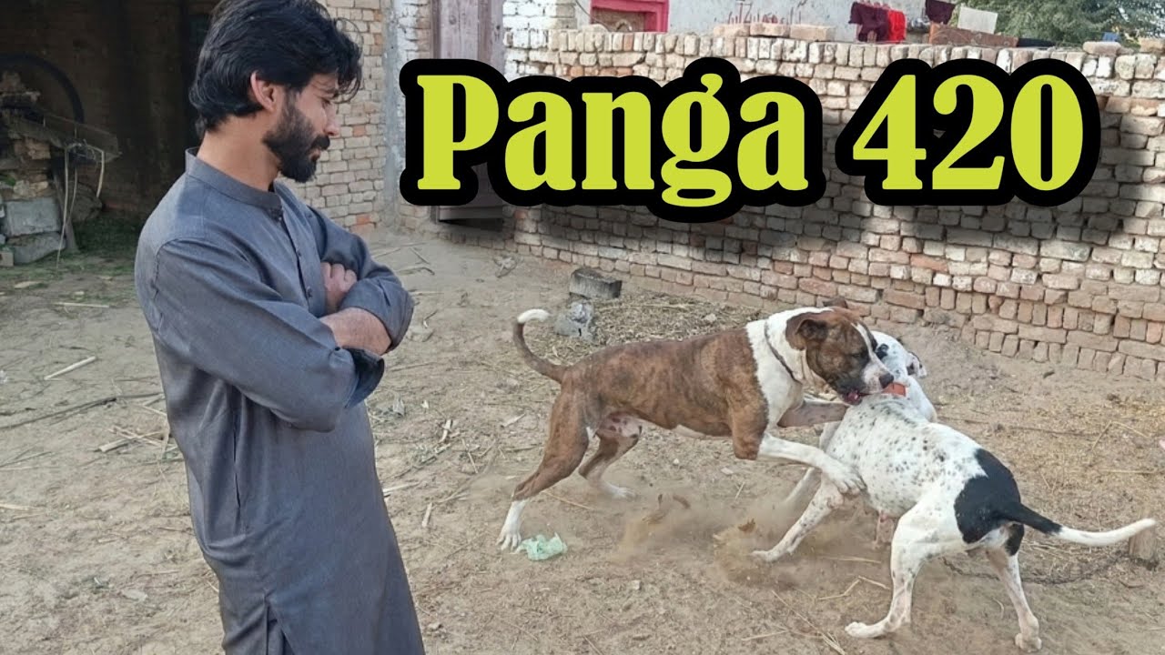 Is Dog Ka Style Dekh Kar Hairan Reh Jaoge 😱 | Powerful Dog Video
