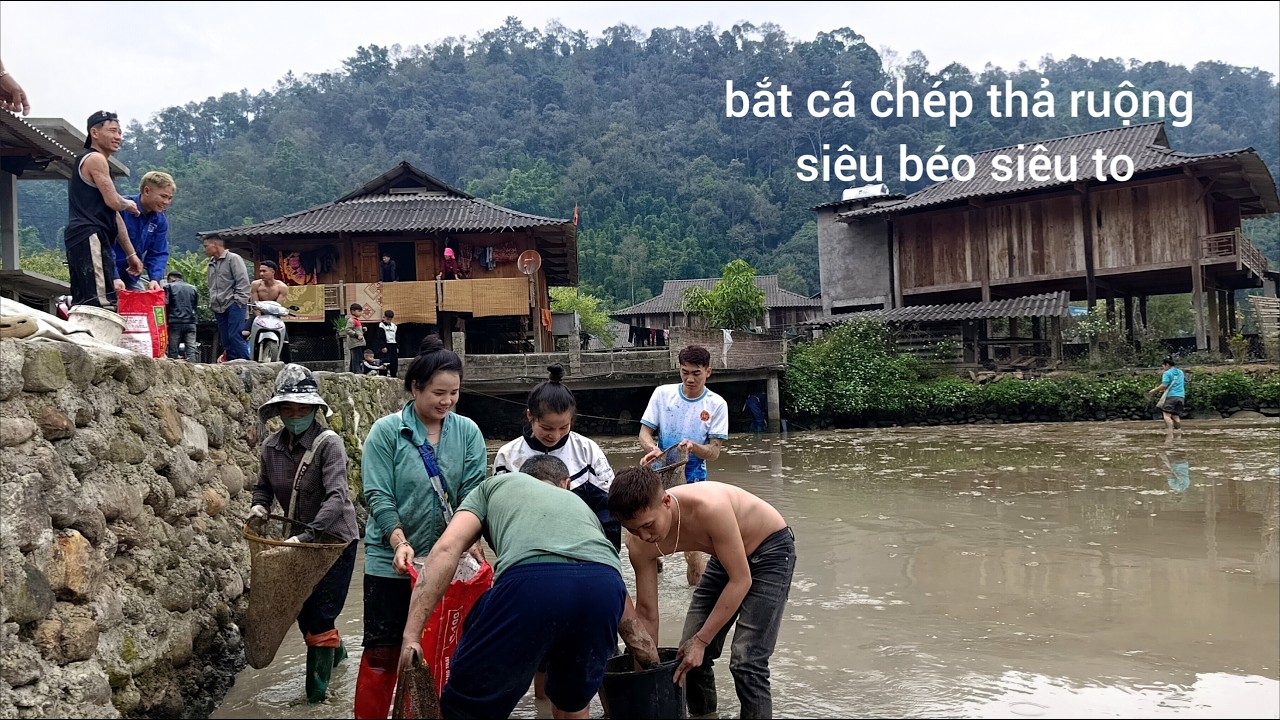 Bắt cá chép thả ruộng siêu to những ngày cận tết ♥️