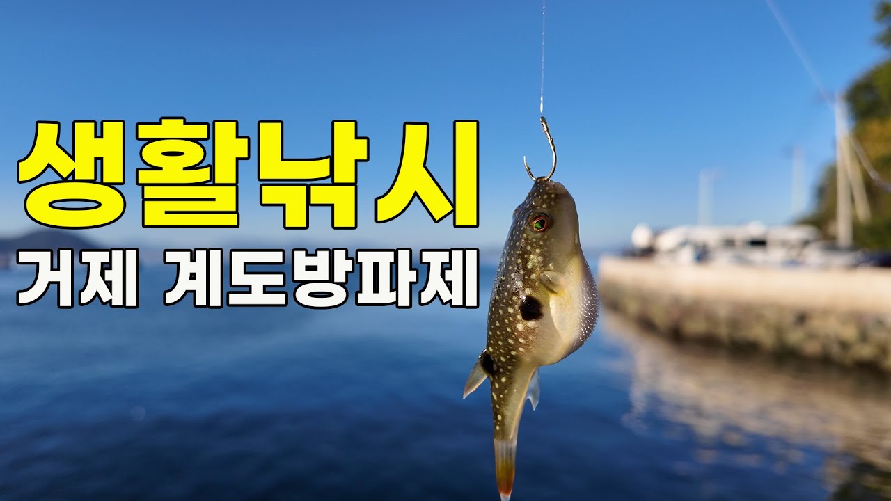 낚시초보의 생활낚시ep.6🐟거제 계도방파제에서 쏨뱅이, 농어, 돌팍망둑 그리고 세상 귀여운 졸복을 잡았어요
