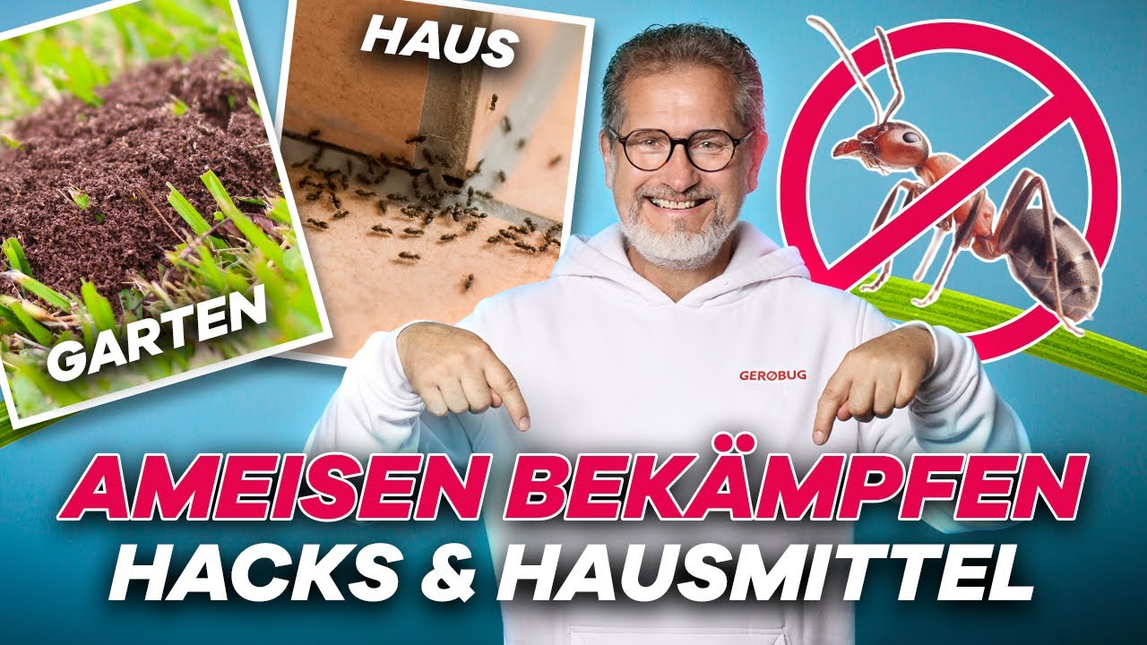 So bekämpfst du Ameisen im Haus und Garten! Hausmittel und Methoden einfach erklärt.