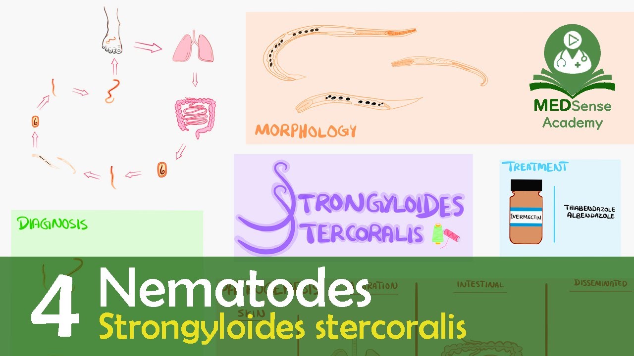 Strongyloides stercoralis